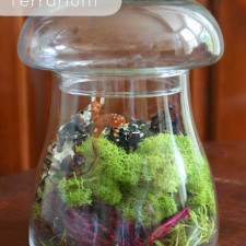 No Fuss, No Water, Moss Terrarium